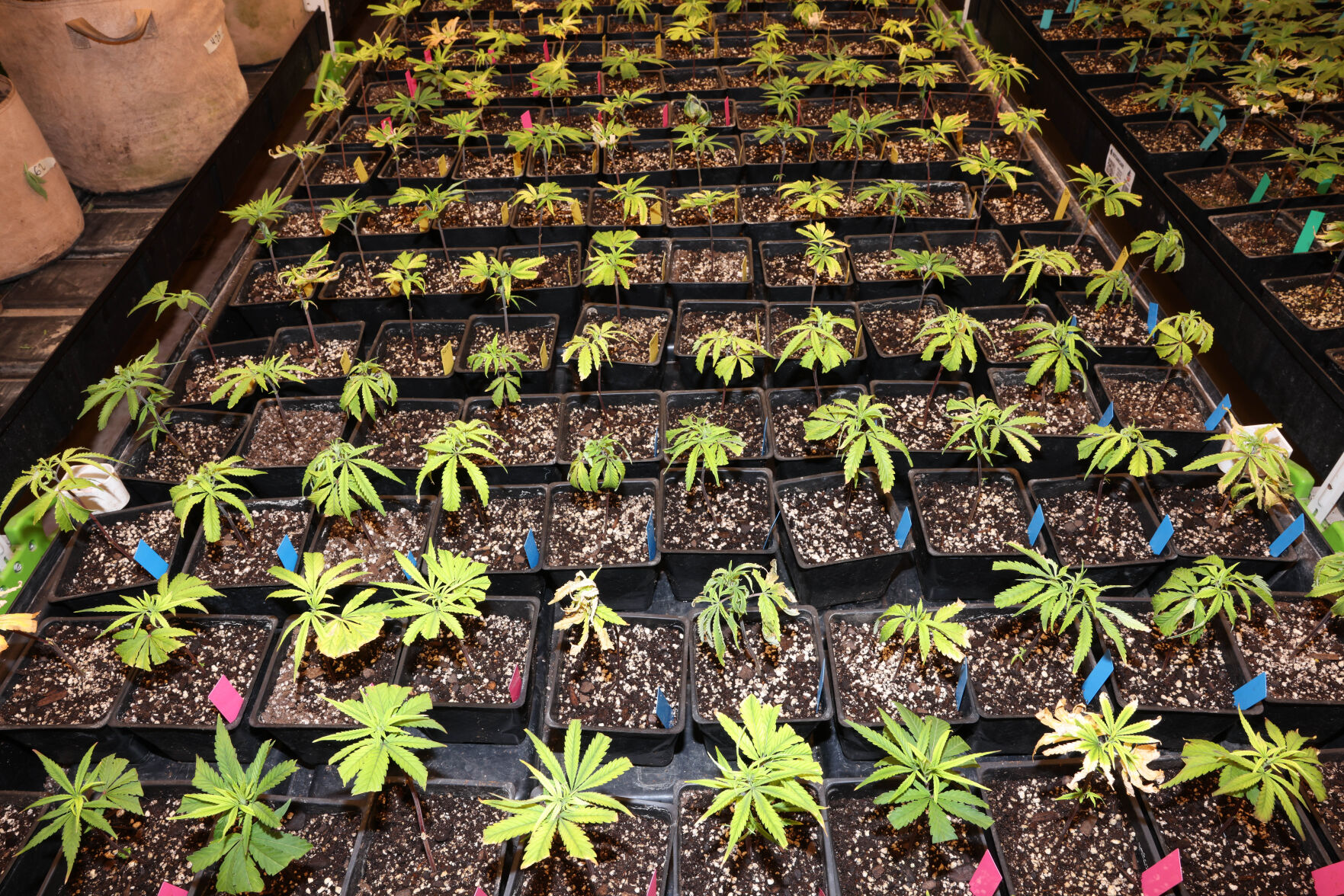 042024-lt-nws-cannabis-farm-p--10.jpg